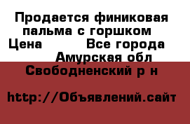 Продается финиковая пальма с горшком › Цена ­ 600 - Все города  »    . Амурская обл.,Свободненский р-н